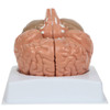 Anatomy Lab Basic 2-Part Brain Model Anatomy Model