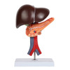Axis Scientific Human Digestive System Model - Liver, Pancreas and Duodenum Anatomy Model