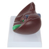 Axis Scientific Life-Size Human Liver Anatomy Model
