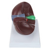 Axis Scientific Life-Size Human Liver Anatomy Model