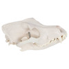 Axis Scientific Canine Skull with Articulating Jaw