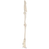 Axis Scientific Canine Forelimb with Scapula