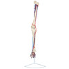 Axis Scientific Leg Skeleton with Vasculature Anatomy Model