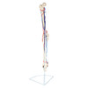 Axis Scientific Leg Skeleton with Vasculature Anatomy Model
