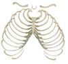Rudiger Anatomie Premium Complete Disarticulated Female Skeleton