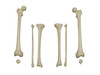 Rudiger Anatomie Premium Complete Disarticulated Female Skeleton