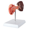 Axis Scientific Spleen, Pancreas and Duodenum Anatomy Model - Quarter Side Angle Showing a Hollow Cavity in the Duodenum