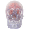 Axis Scientific Translucent 3-Part Skull Anatomy Model with Removable 8 Part Brain - Front View