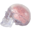 Axis Scientific Translucent 3-Part Skull Anatomy Model with Removable 8 Part Brain - Side View Closed Skull