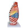 Axis Scientific 15-Part Laryngeal Cardiopulmonary Anatomy Model - Side View Showing Cut Ribs and Right Lung