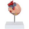 Axis Scientific Two-Part Canine Heart Model - Back View
