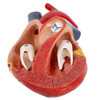Axis Scientific Two-Part Canine Heart Model - Bisected Heart
