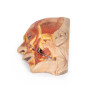 3D Printed Superficial Dissection of the Face