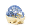 3D Printed Venous Circulation of the Brain