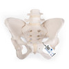 Flexible Human Female Pelvis Anatomy Model, Flexibly Mounted