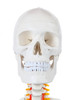 Axis Scientific Classic Human Skeleton with Study and Numbering Guide Detachable Skull Close Up
