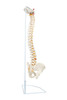 Axis Scientific Life-Size Vertebral Column right rear and side view of anatomy spine model