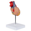 Axis Scientific 2-Part Deluxe Life-Size Human Heart 225 degrees
