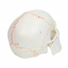 Axis Scientific 3-Part Life-Size Human Skull Numbered Anatomy Model Back Right View