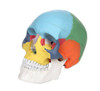 Axis Scientific 3-Part Life-Size Didactic Human Skull Anatomy Model Front Left View