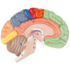 Axis Scientific Life-Size Regional 2-Part Human Brain