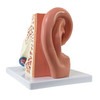 Axis Scientific Oversized 3-Part Human Ear