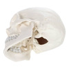 Axis Scientific 3-Part Life-Size Human Skull underside view