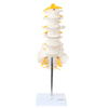 Axis Scientific Lumbar Vertebral Column with Sacrum and Spinal Nerves Anatomy Model Animated GIF of 360 degree view