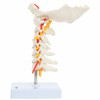 Axis Scientific Cervical Vertebral Column with Spinal Nerves and Arteries with the occipital bone in view