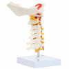 Axis Scientific Cervical Vertebral Column with Spinal Nerves and Arteries