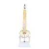 Axis Scientific Miniature Vertebral Column rotating 360 degree animation
