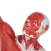 Axis Scientific Miniature Human Muscular Figure Anatomy Model Head View