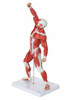 Axis Scientific Miniature Human Muscular Figure Anatomy Model Front Left Side View
