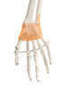 Axis Scientific Painted and Numbered Life-Size Human Skeleton Anatomy Model with Flexible Spine and Ligaments Close Up View of the Hand and Wrist Ligaments