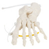 Axis Scientific Foot Skeleton Loosely Threaded - Left