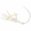 Axis Scientific Hand Skeleton Loosely Threaded