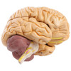 Axis Scientific 8-Part Brain intact