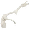 Axis Scientific Life-Size Human Arm Skeleton with Clavicle, Scapula, and Articulated Hand Anatomy Model Close Up View of Clavicle and Scapula