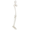Axis Scientific Leg Skeleton side angle of right leg