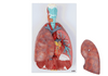 Axis Scientific 7-Part Human Lung and Respiratory System 3/4 Life-Size GIF showing removable organs