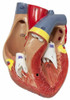 Axis Scientific 2-Part Heart bisected to show heart cavity
