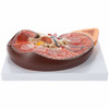 Axis Scientific Kidney with Adrenal Gland 3x Life-Size