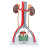 Axis Scientific Urinary System