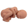 Axis Scientific Pregnancy Pelvis with Mature Fetus Numbered Anatomy Model