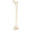Axis Scientific Femur Bone