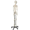 Axis Scientific Flexible Life-Size Human Skeleton Anatomy Model with Study Booklet and Numbering Guide Right Front View