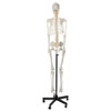 Axis Scientific Flexible Life-Size Human Skeleton Anatomy Model with Study Booklet and Numbering Guide Back View