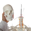 Axis Scientific Flexible Life-Size Human Skeleton Anatomy Model with Study Booklet and Numbering Guide  Close Up of person's hand interacting with the Skull, by removing the skull