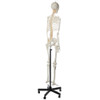 Axis Scientific Flexible Life-Size Human Skeleton Anatomy Model with Study Booklet and Numbering Guide Right Back View