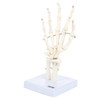 Axis Scientific Hand Skeleton Including Ulna and Radius